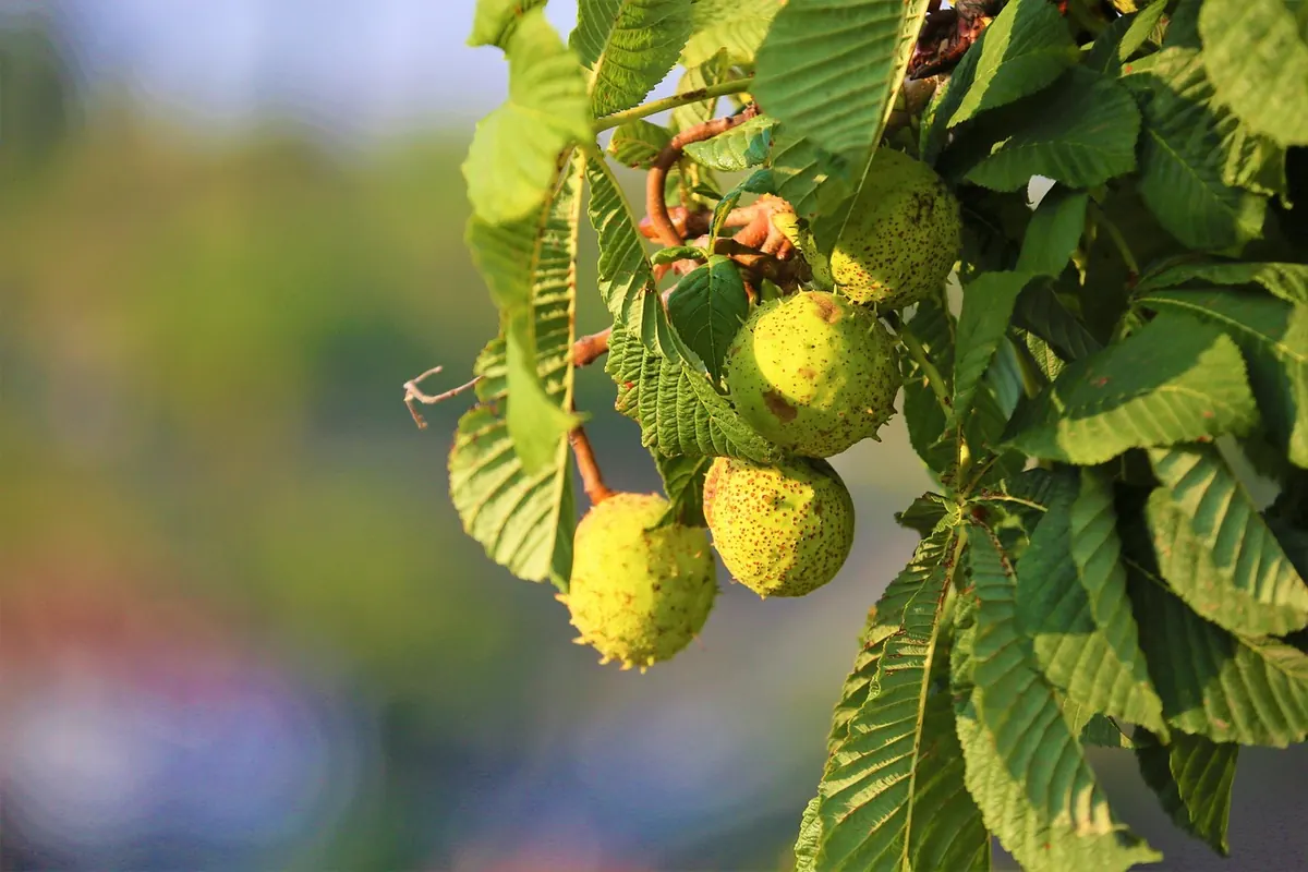 The History of Conkers: From Horse Chestnuts to World Championships